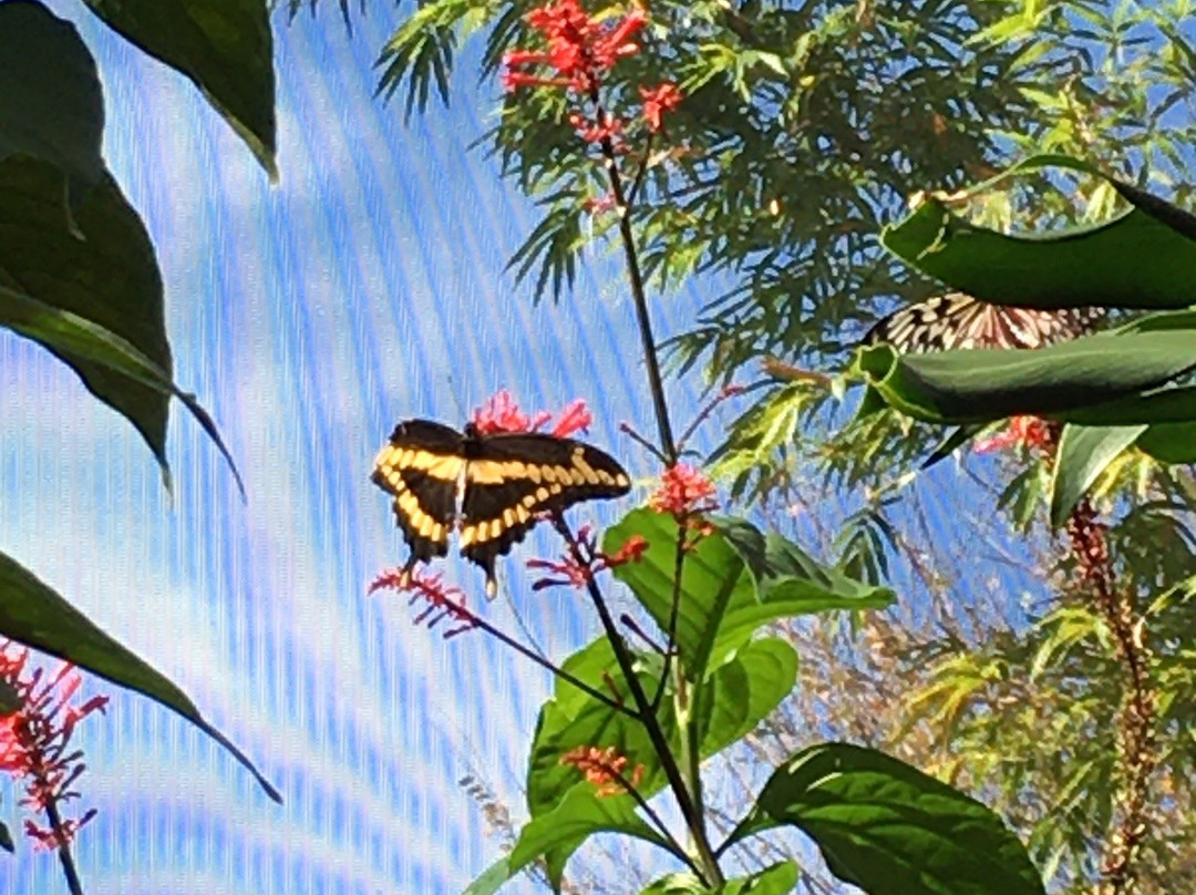 蝴蝶热带雨林景点图片