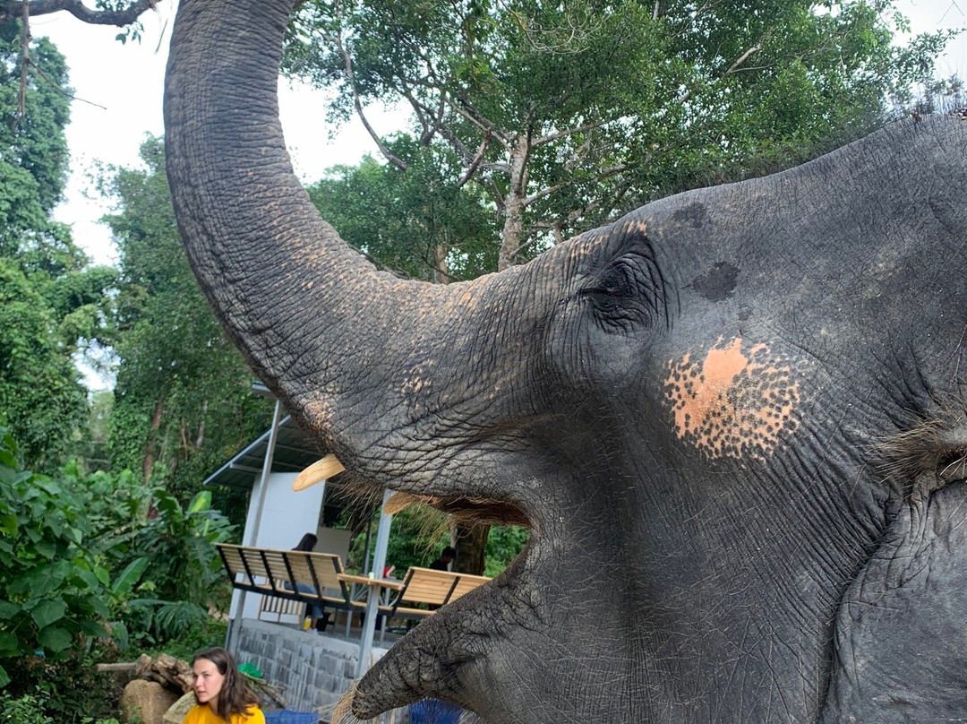 Elephants At 9 Dee Phuket景点图片