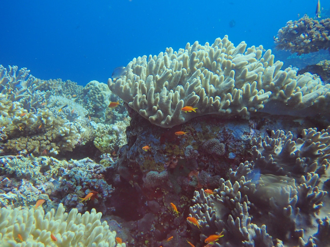 Dive Wananavu-拉奇拉奇必去景点