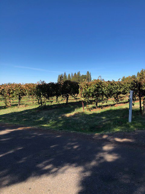 Madrona Vineyards景点图片