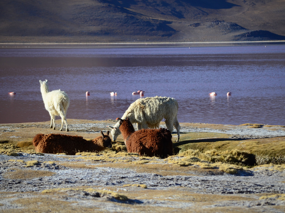 Laguna Canapa-乌尤尼必去景点