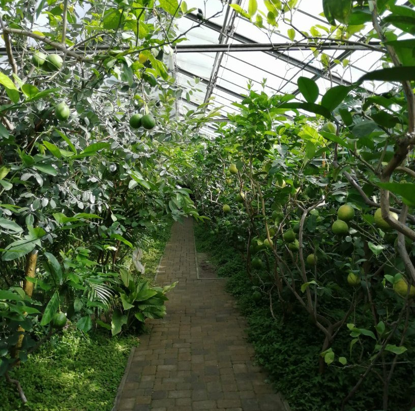 Limonariy-萨拉托夫必去景点