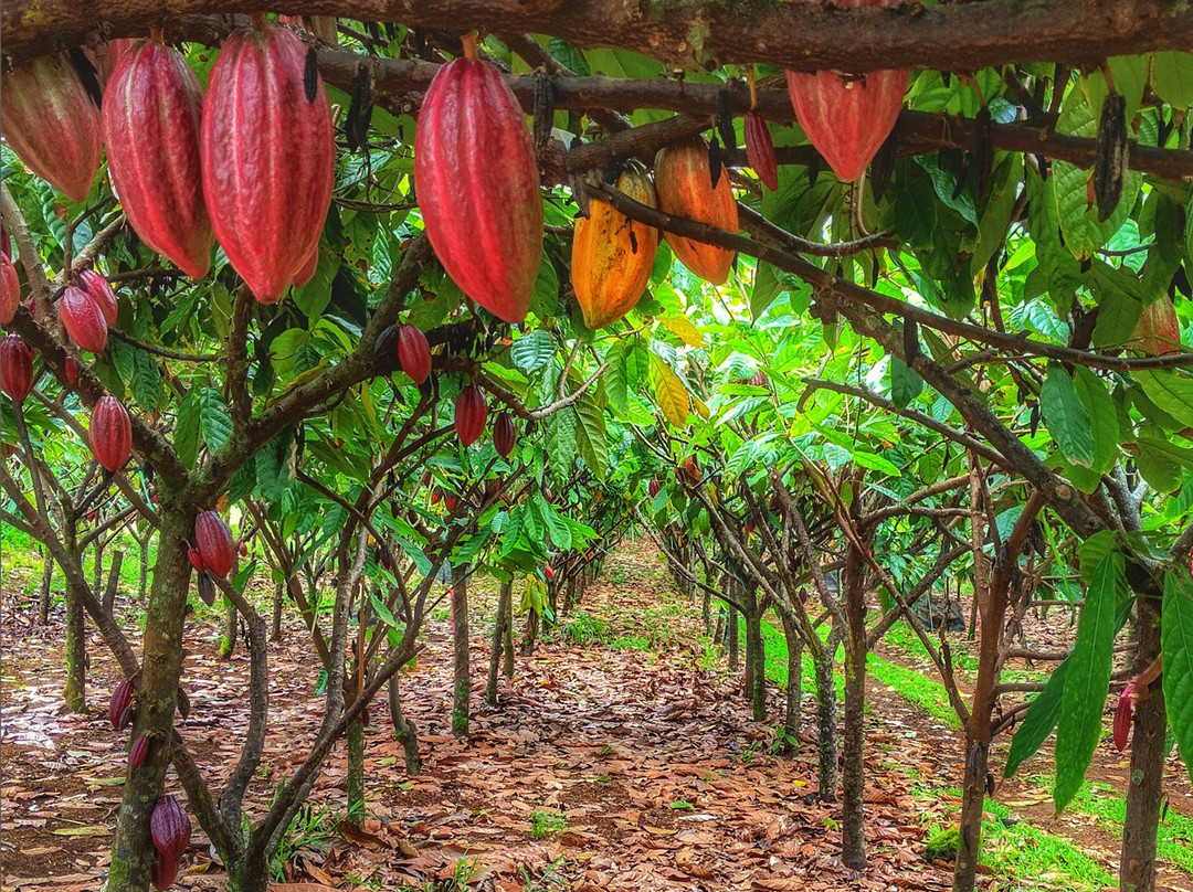 Hamakua Chocolate Farm景点图片