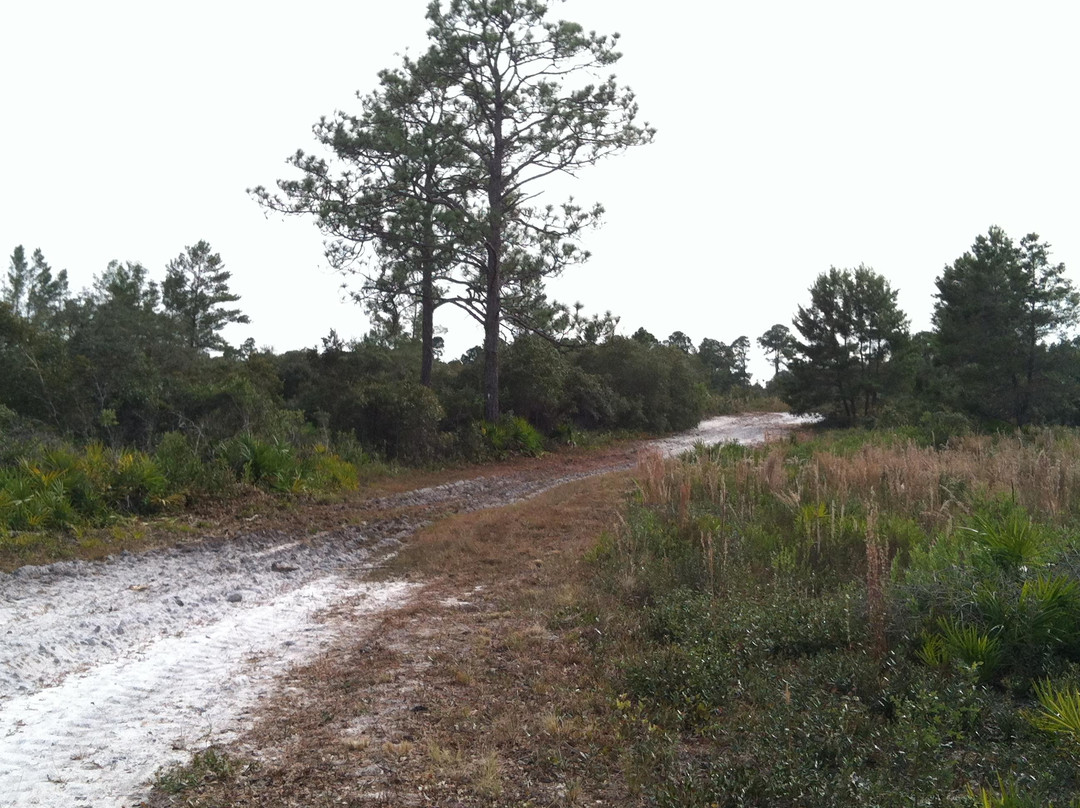 Cedar Key Scrub State Reserve景点图片