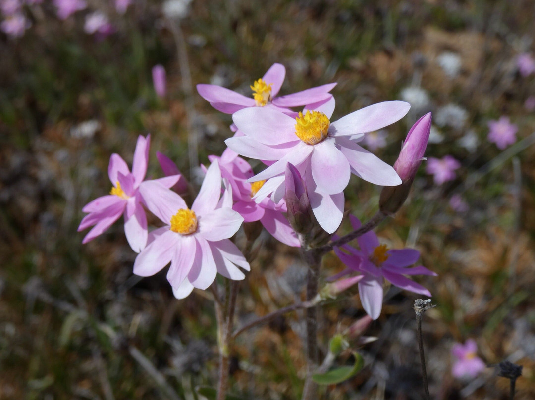 Kellerberrin Hill Lookout-Kellerberrin必去景点