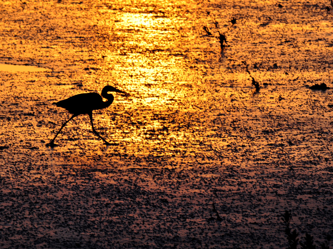 Dohat Arad Lagoon-穆哈瑞克必去景点