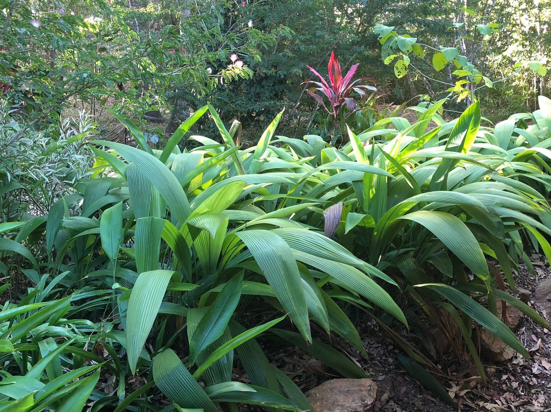 细得公园雨林度假村主图