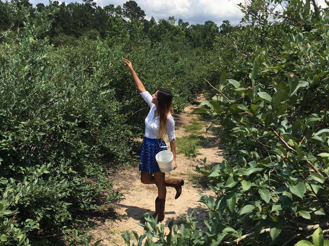 Moorhead's Blueberry Farm景点图片