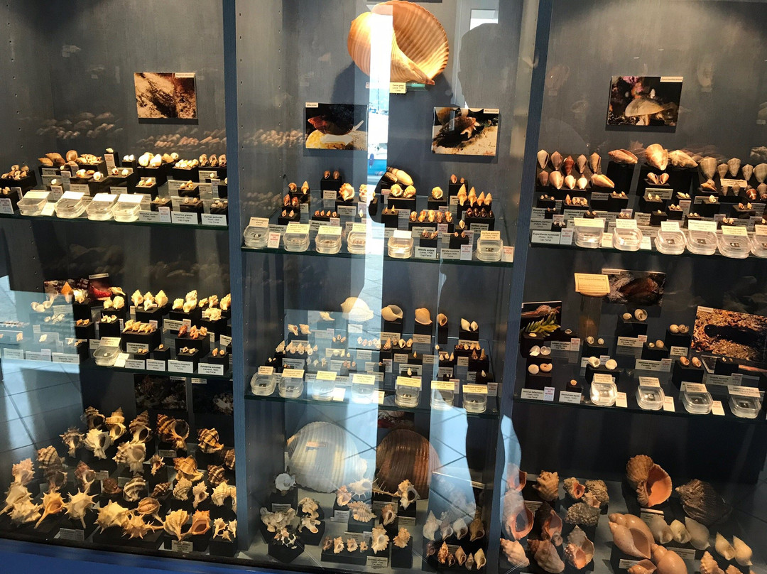 Musee des Coquillages-圣让卡弗尔拉必去景点