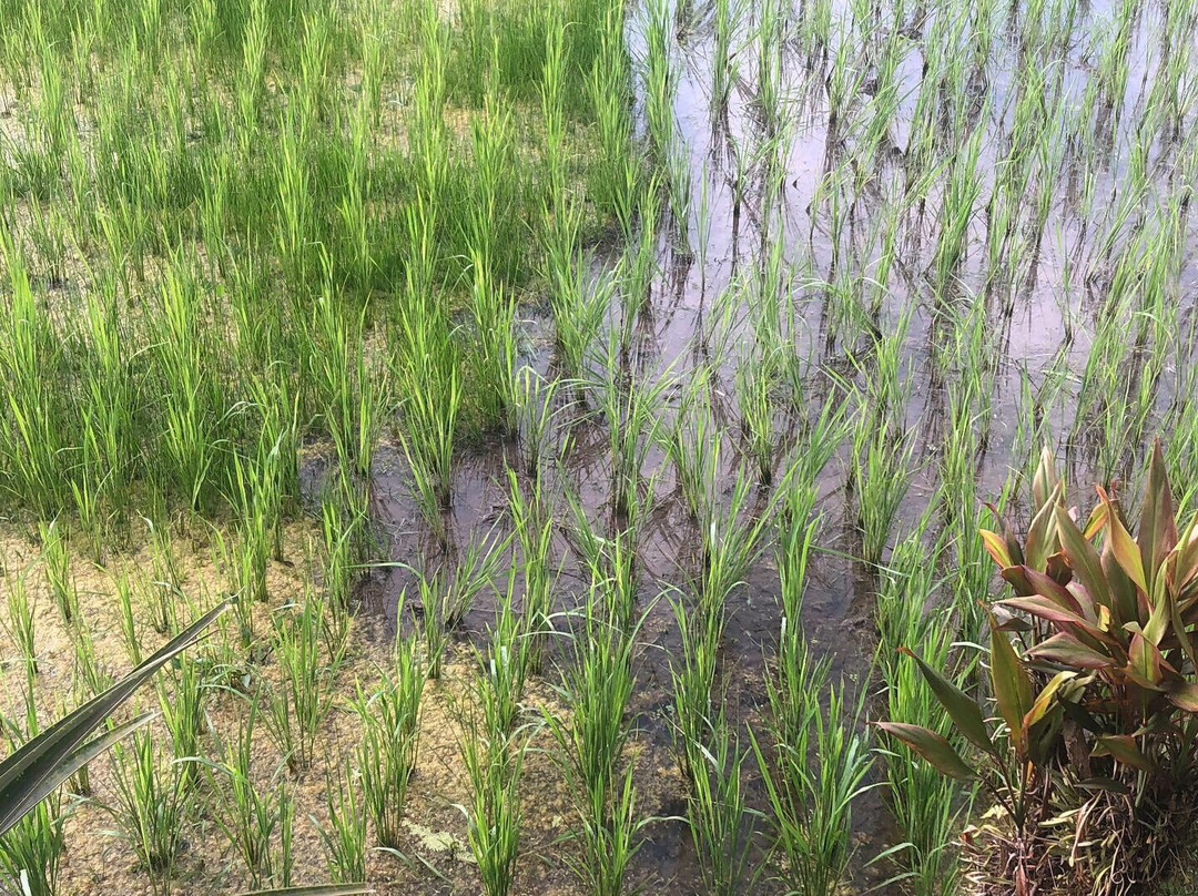 Kubu D’Ume Homestay主图