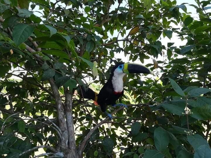 Allpayacu Adventures-伊基托斯必去景点