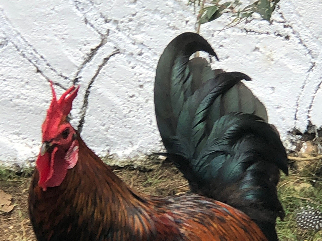 Animal Farm & Nature Reserve-蒙特戈贝必去景点