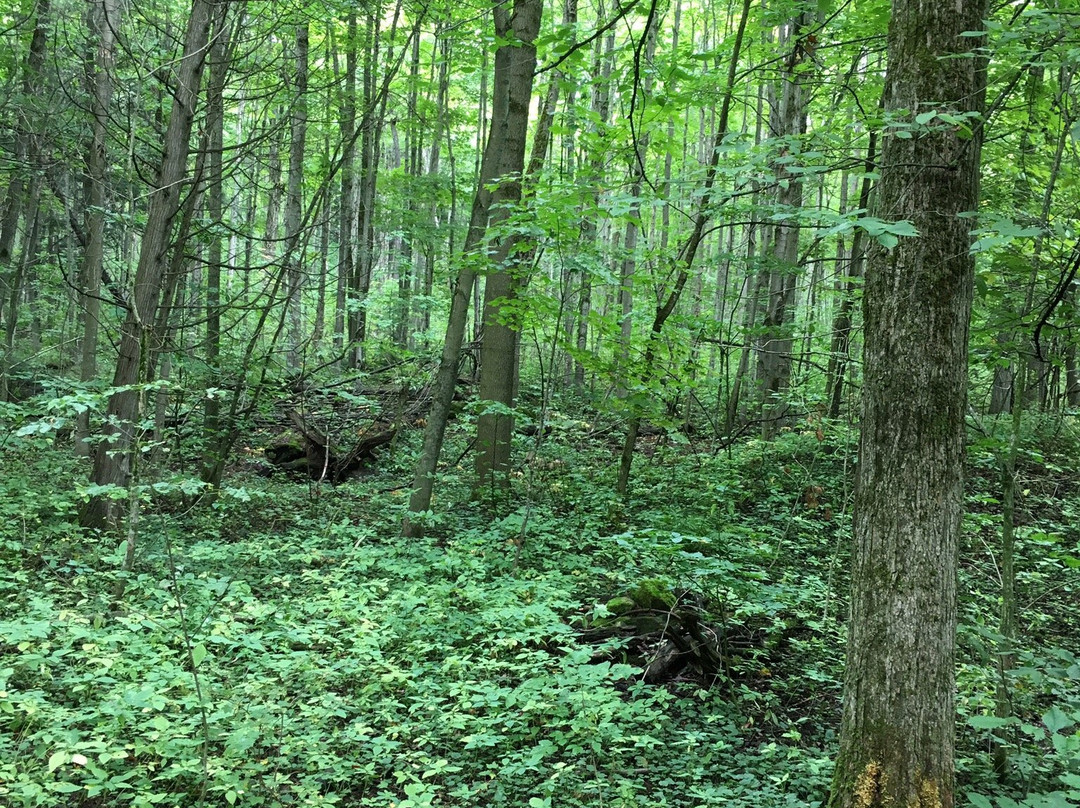 Inglis Falls-Owen Sound必去景点