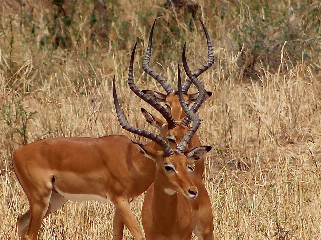 East African Safari And Touring Company景点图片