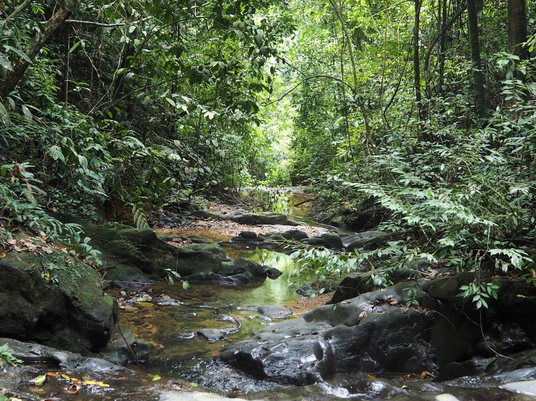 Bukit Lawang Jungle Trekking景点图片