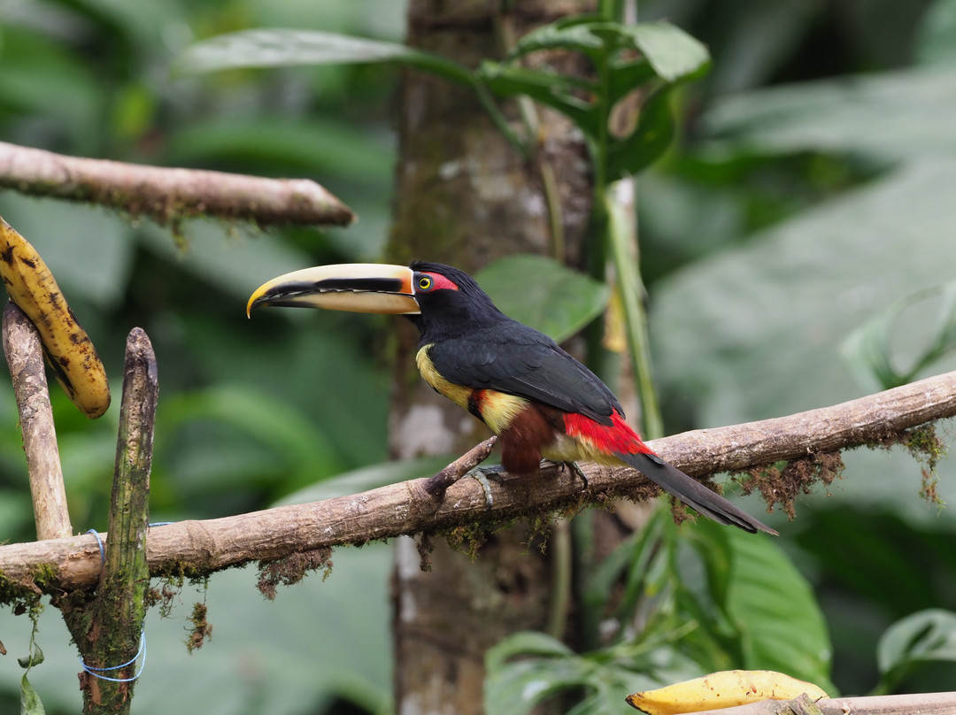 Milpe Bird Sanctuary景点图片