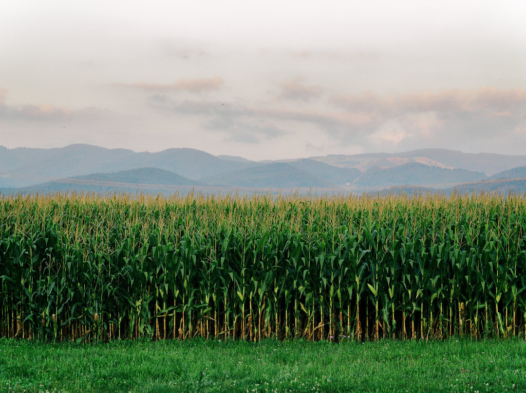 Hotel Landgasthof Adler主图