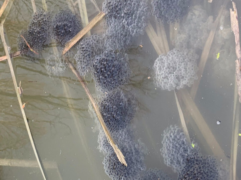 Bosco Parauro-米兰诺必去景点