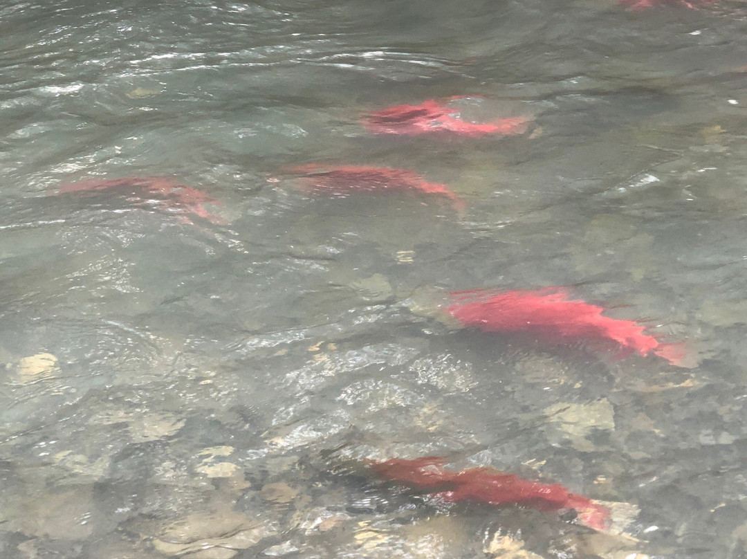 Bear Creek Weir-苏厄德必去景点