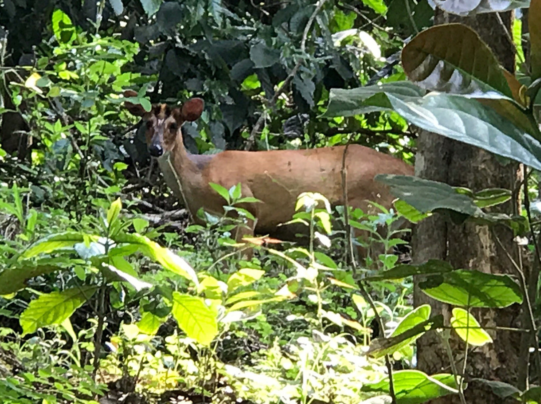 Indira Gandhi Wildlife Sanctuary and National Park景点图片