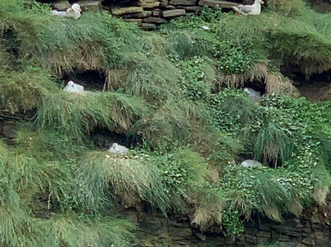 Island Tours of Hoy-Longhope必去景点