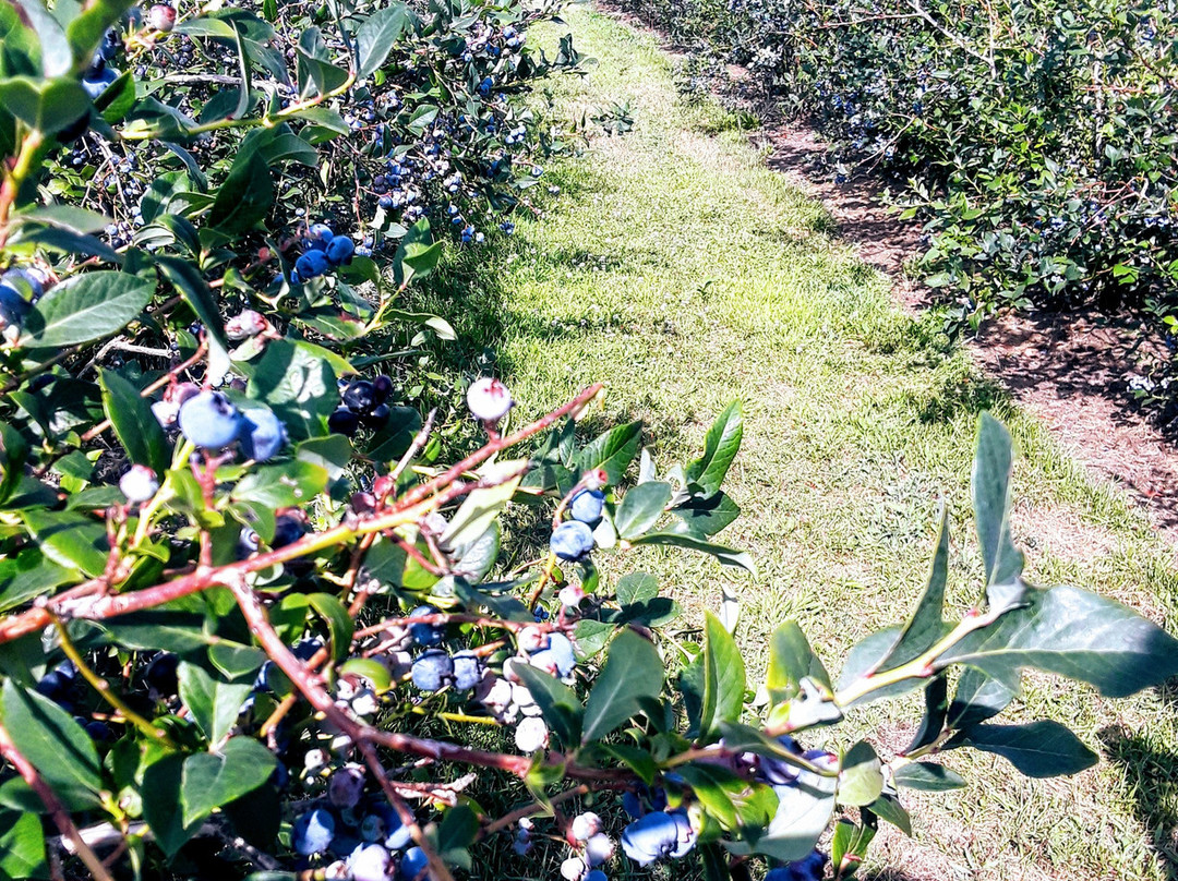 Blue Star Farms景点图片