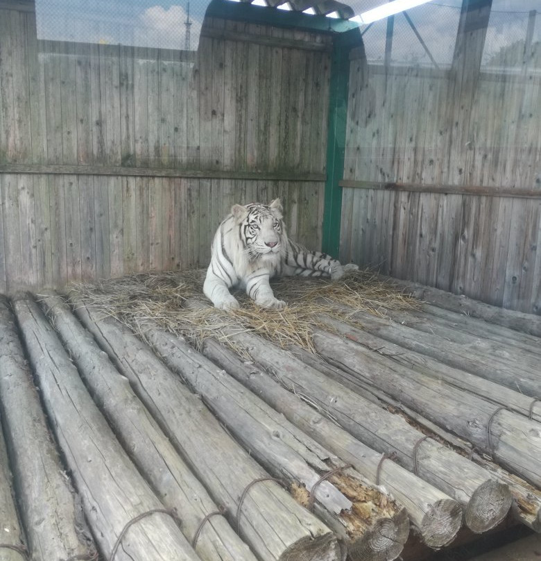 Iwate Safari Park-一关市必去景点