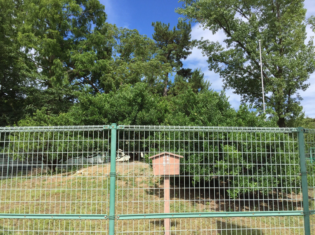 Orange Trees Planted by Ieyasu Tokugawa-静冈市必去景点