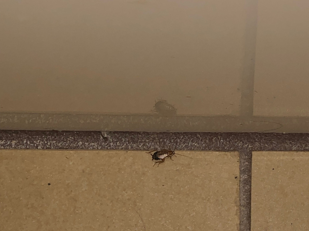 Comfort Inn Midland主图