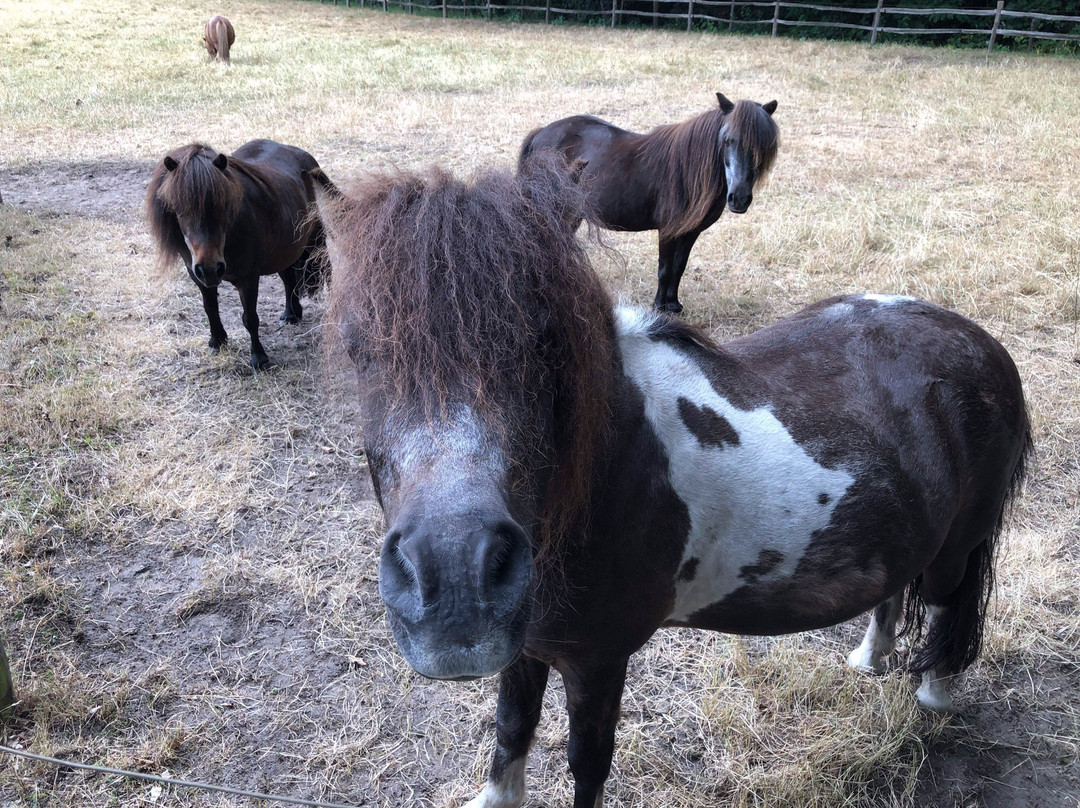 De Paardenkamp - Boerderij Vosseveld-索斯特必去景点