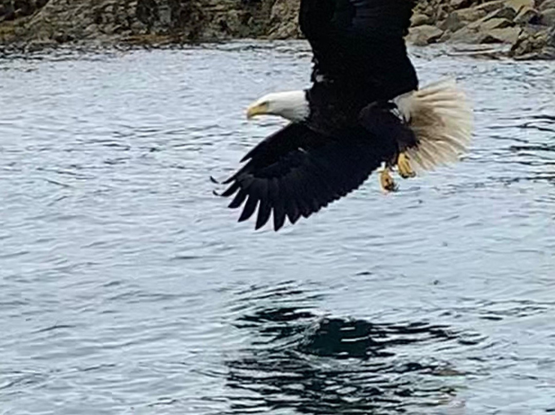 Chilkat Bald Eagle Preserve-海恩斯必去景点