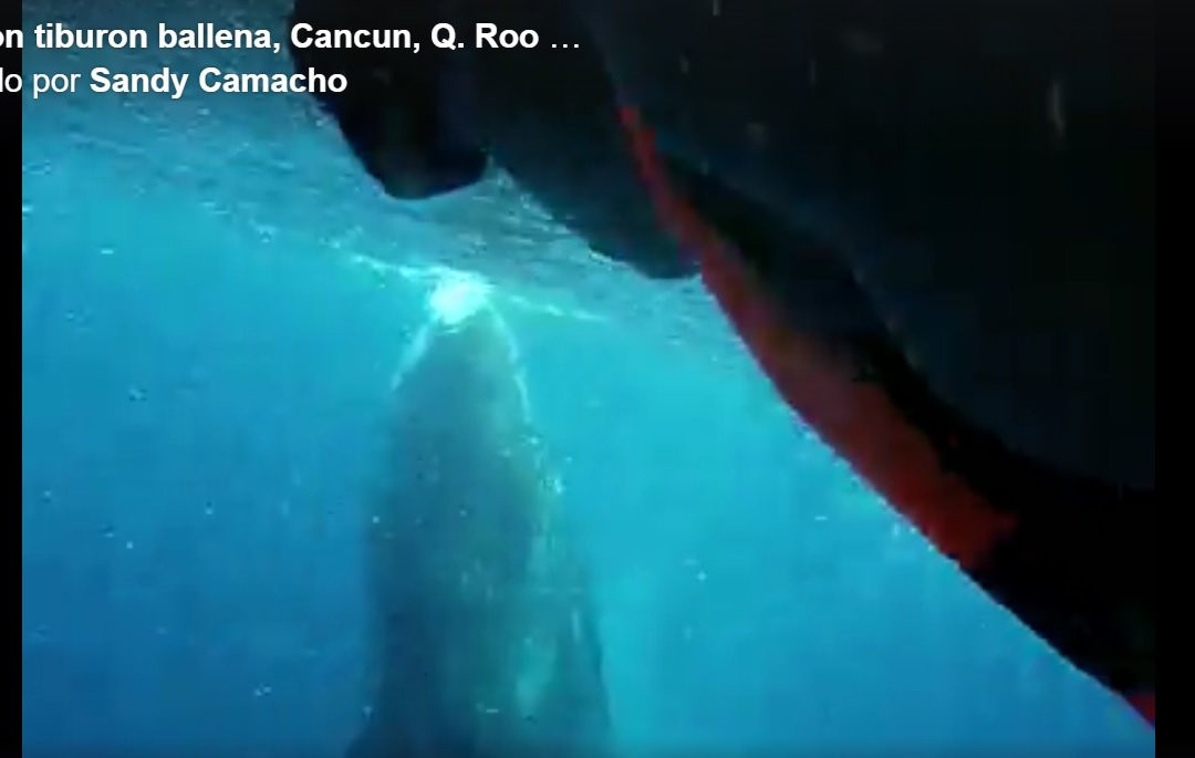 Swim With Whale Sharks-坎昆必去景点