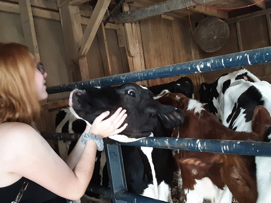 Klein Farms Dairy and Creamery景点图片