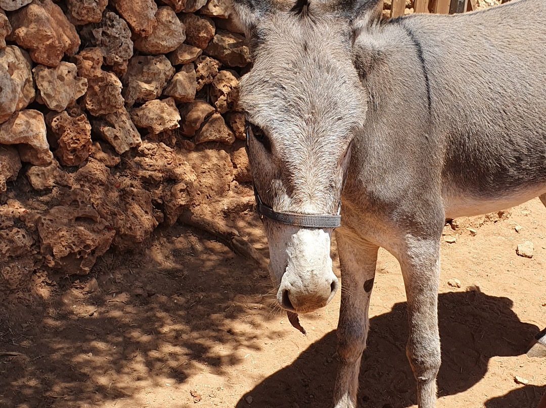 Menorca Donkey Rescue景点图片