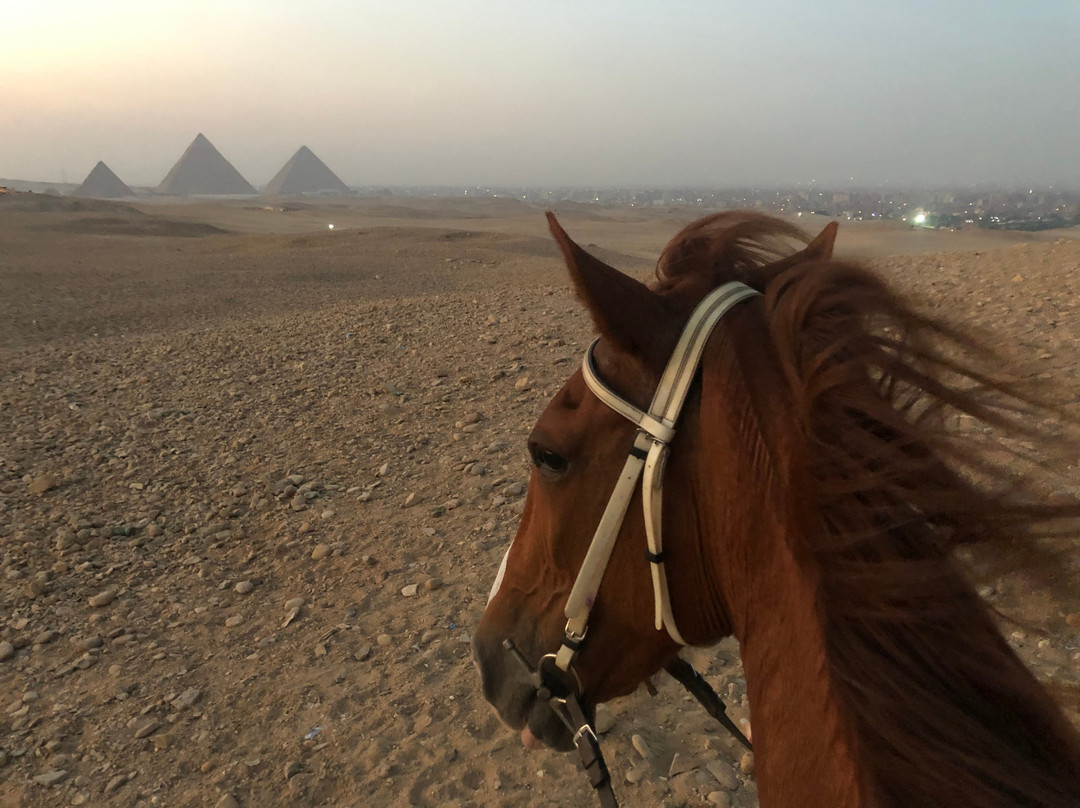 Cairo Horse Riding School-吉萨必去景点