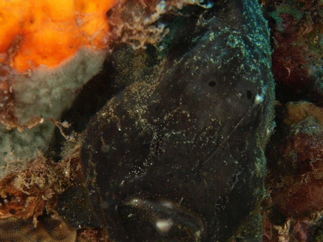 Soufriere Scottshead Marine Reserve-Scotts Head必去景点