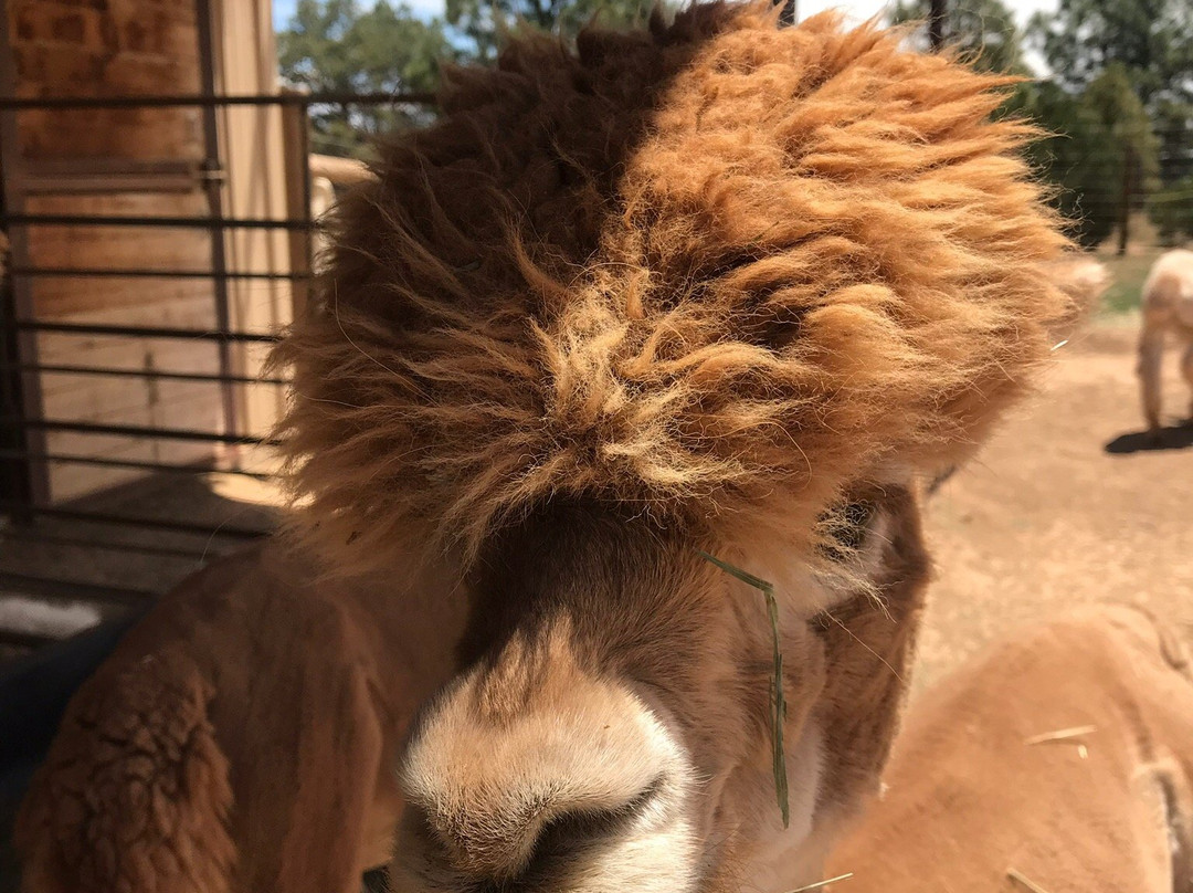 Hollywick Farms-Sandia Park必去景点