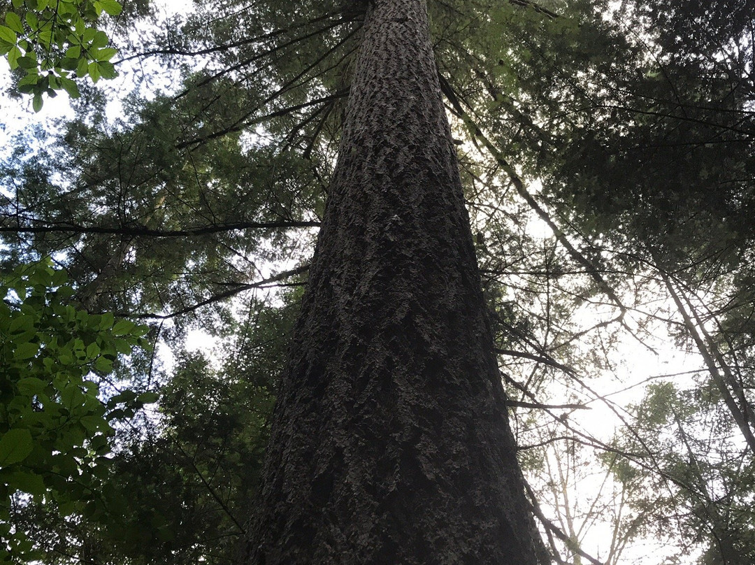 Emory Creek Provincial Park景点图片