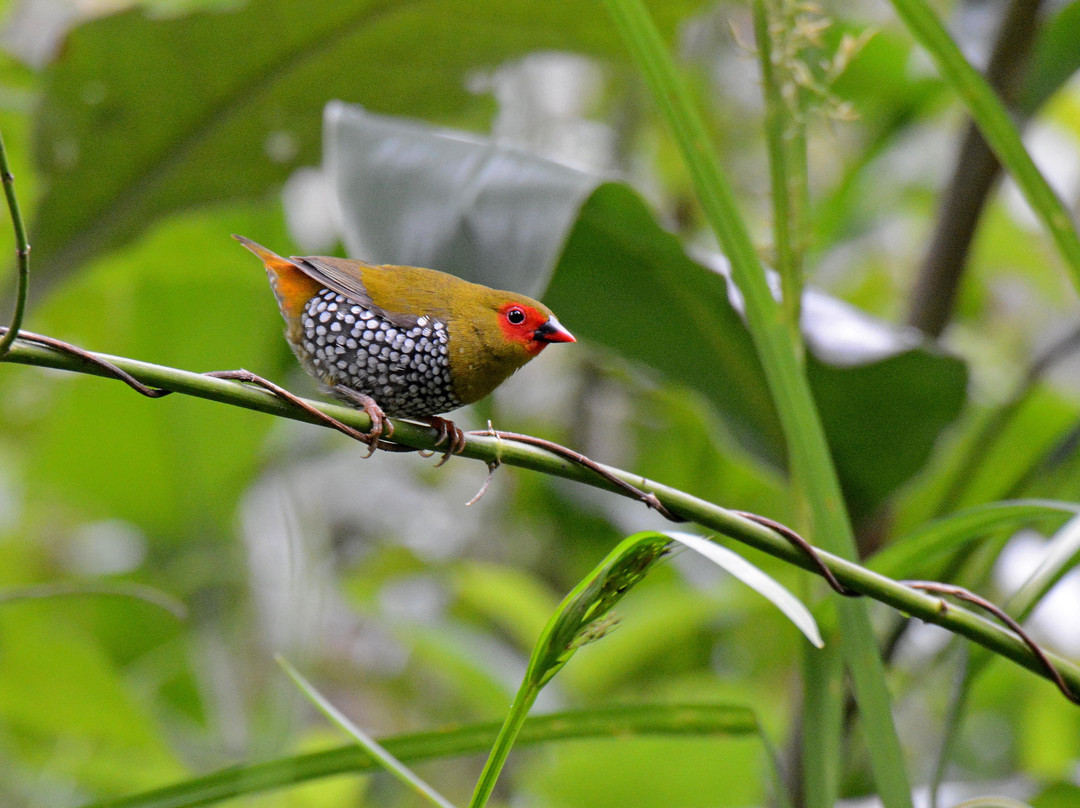 Kingdom Birding-德班必去景点