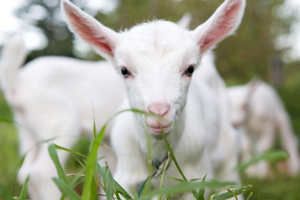 Baunti Tours-诺福克岛必去景点