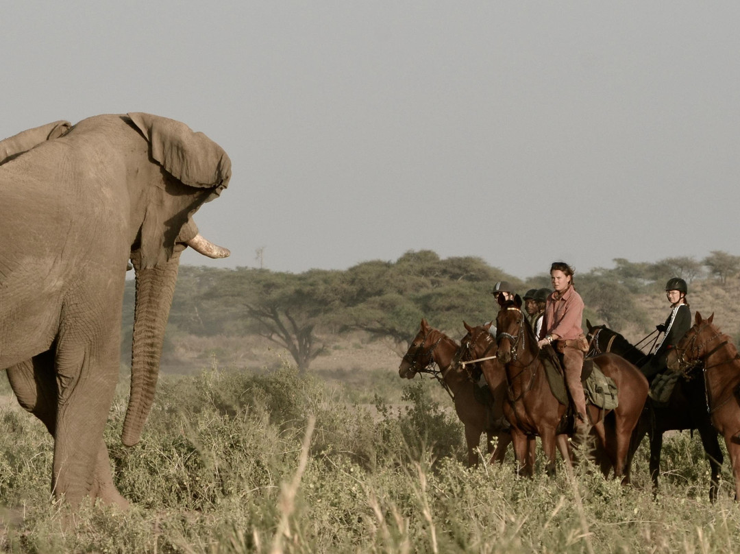 Kaskazi Horse Safaris-Usa River必去景点