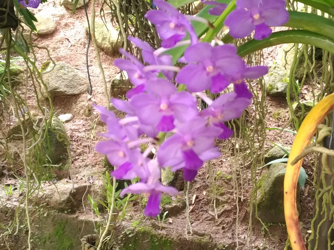 Orquidário Público de Guarulhos景点图片