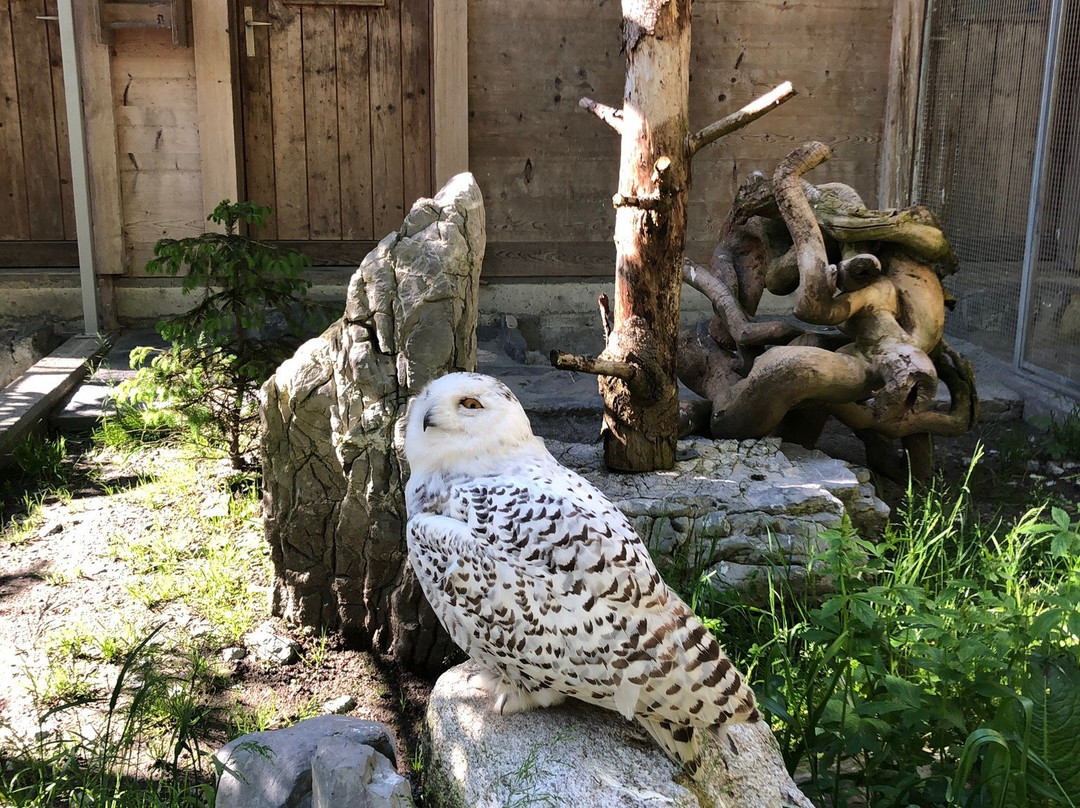Wildpark-布里恩茨必去景点