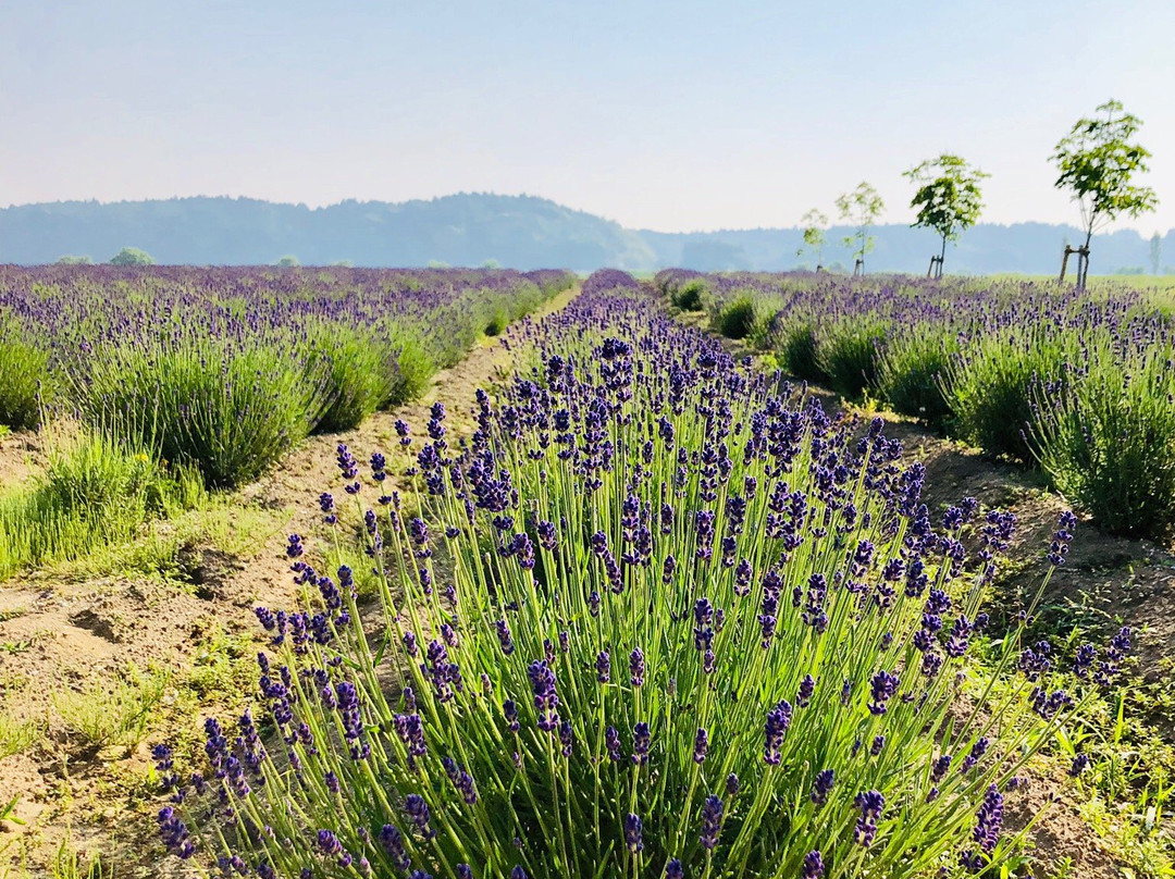 Sakura Lavender Land-佐仓市必去景点