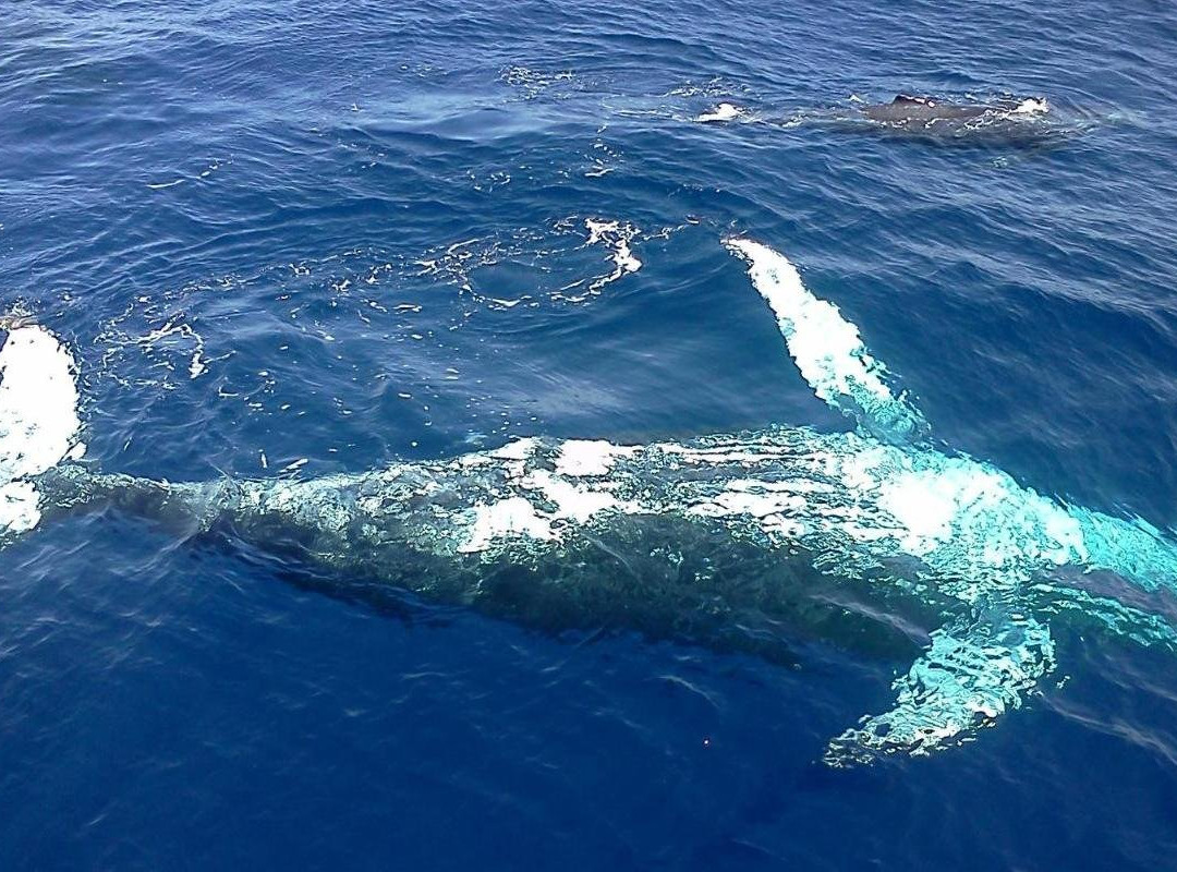 Cronulla Whale Watching景点图片