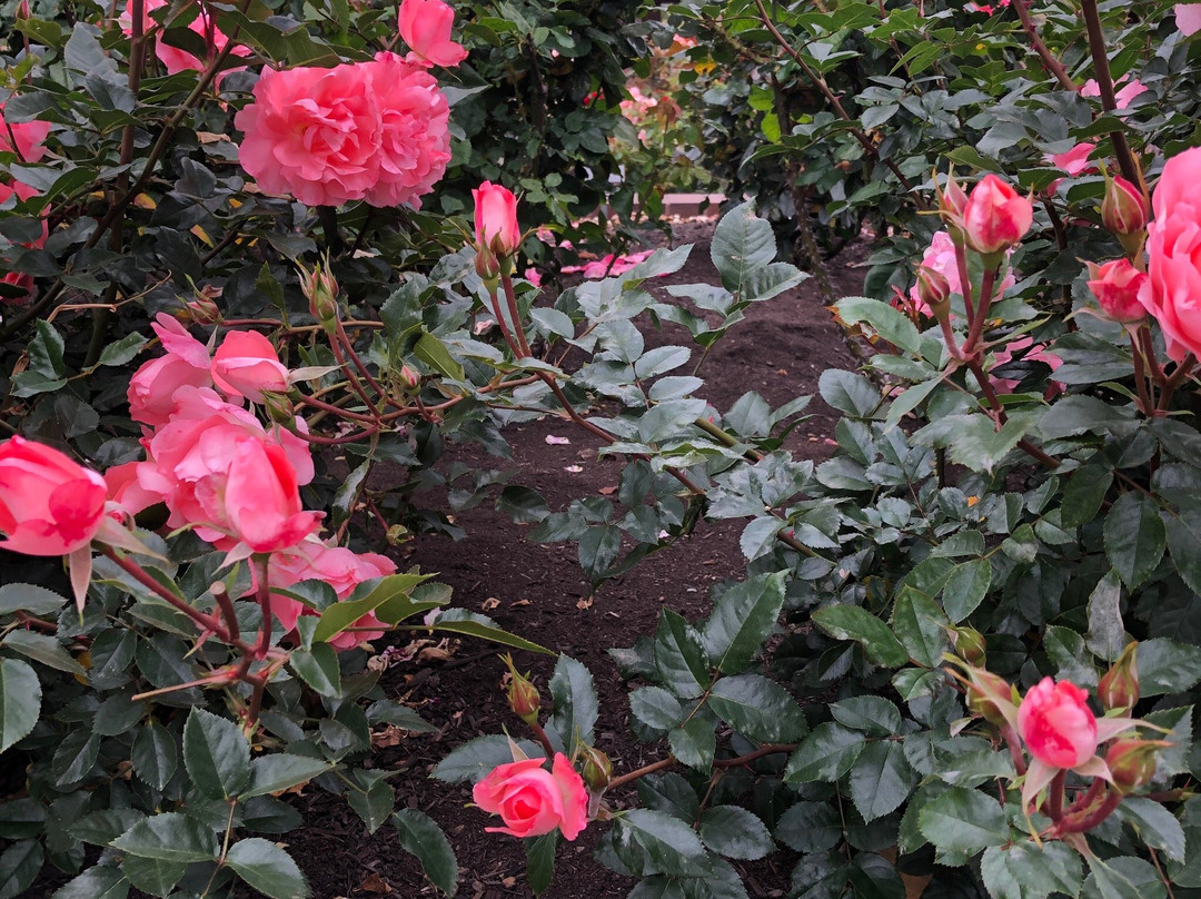 Inez Grant Parker Memorial Rose Garden景点图片