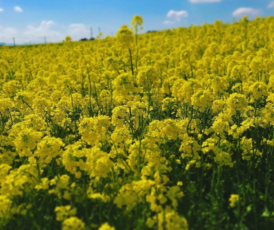 Sunflower Hill-大崎市必去景点