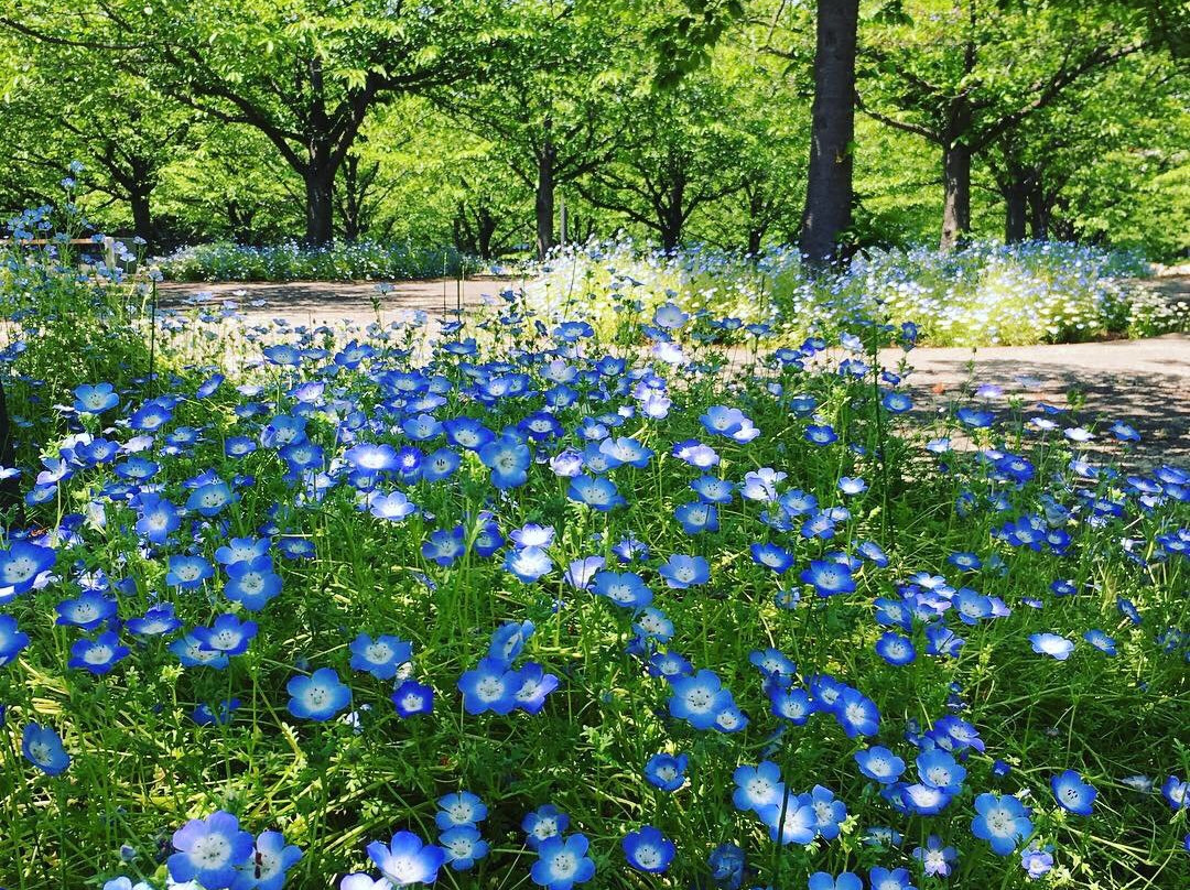 Sakura Hiroba-习志野市必去景点