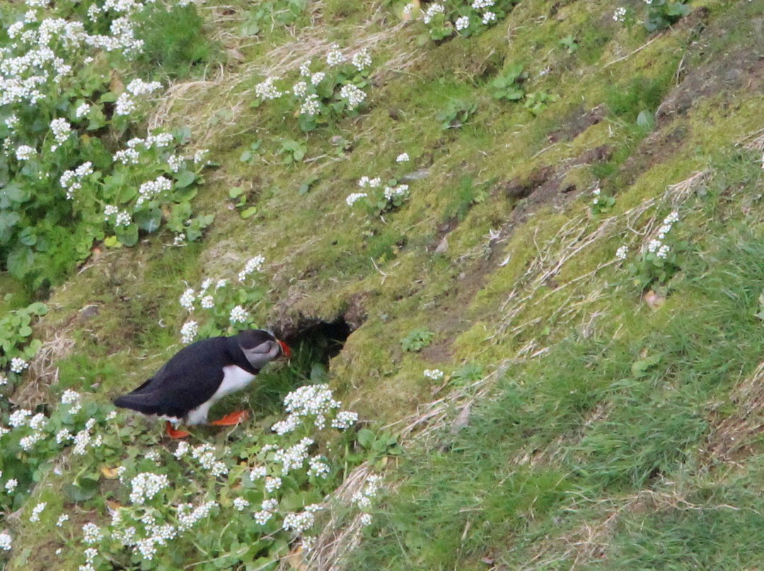 RSPB Rathlin West Light Seabird Centre景点图片