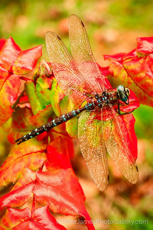Peter James Photography Gallery-贝灵厄姆必去景点
